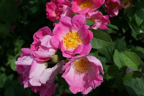 無料画像 自然 工場 花弁 咲く ブッシュ 植物学 フローラ フロリバンダ 野薔薇 ローズヒップ 開花植物 庭のバラ バラの家族 年間プラント 陸上植物