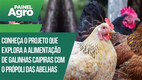 Conheça o projeto que explora a alimentação de galinhas caipiras o