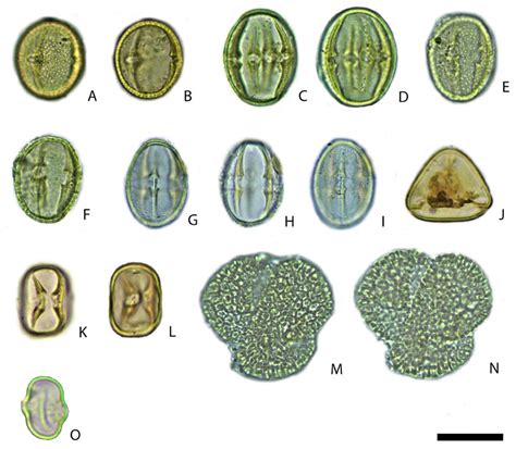 Salicaceae: Salicaceae (A -B), Casearia (C -D), Laetia (E -F), Ryania ...