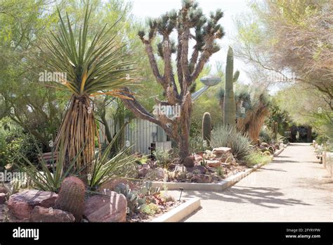 Cactus Gardens At Springs Preserve In Las Vegas Nevada Stock Photo Alamy