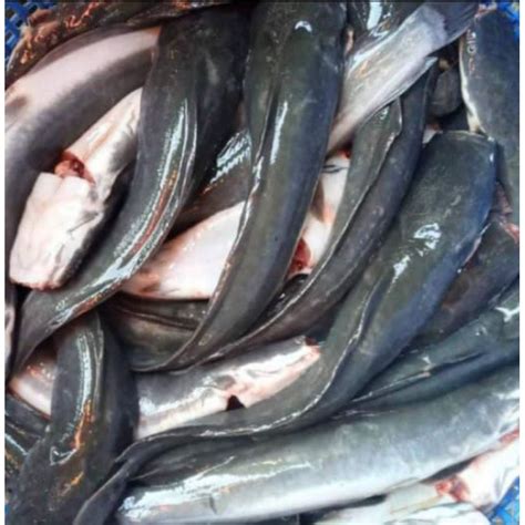 Jual IKAN LELE SEGAR FRESH 1kg Pengiriman Instant Shopee Indonesia