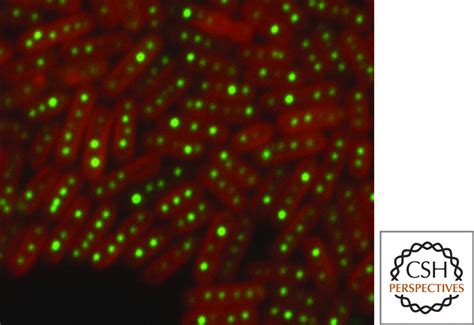 Protein Subcellular Localization In Bacteria