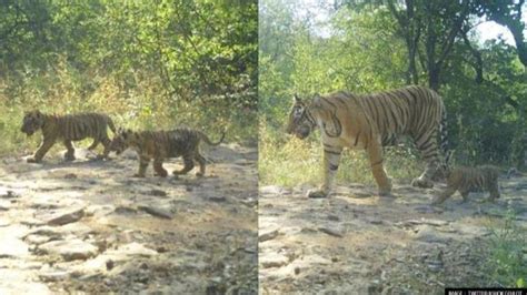 Ranthambore Tigress T 63 Gives Birth To Three Cubs Cm Gehlot Posts Pictures Republic World