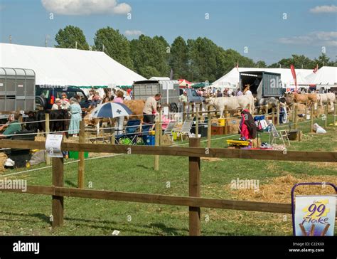 Driffield show cattle hi-res stock photography and images - Alamy