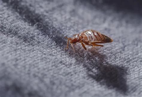 Two Effective Ways To Kill Bed Bugs With Bed Bug Treatment Jcandtim