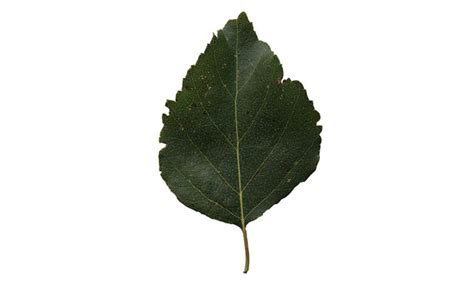 Birch Leaf Free Cut Out People Trees And Leaves