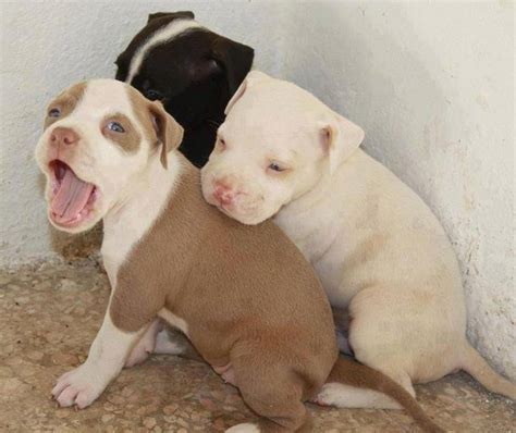 Lista Foto Im Genes De Perros De Raza Pitbull El Ltimo