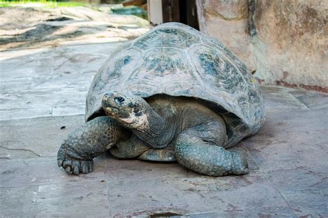Turtle Galapagos Creature - Free photo on Pixabay