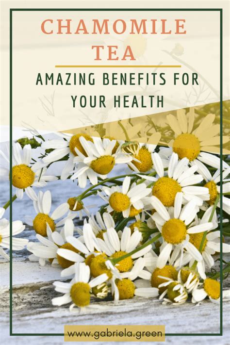 Chamomile Tea Amazing Benefits For Your Health Gabriela Green