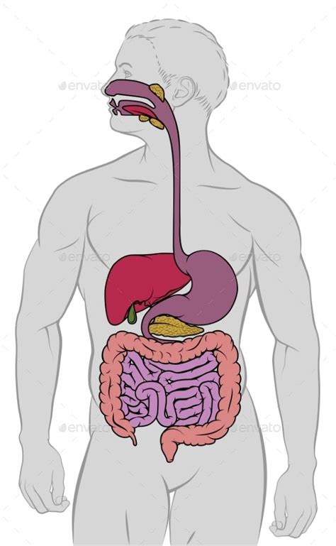 Gastrointestinal Digestive Tract Anatomy Diagram Vectors Graphicriver