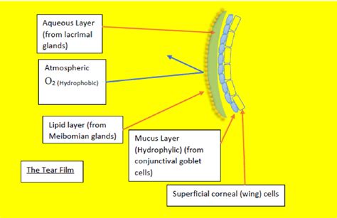 Diagram Showing The Different Components Of The Tear Film That Avoids