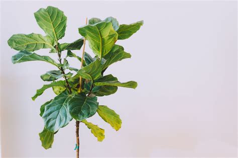 Signs Of An Overwatered Fiddle Leaf Fig And How To Save One