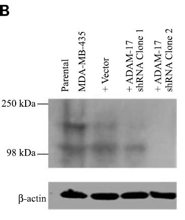 Anti TACE ADAM17 Antibody QED Bioscience Inc