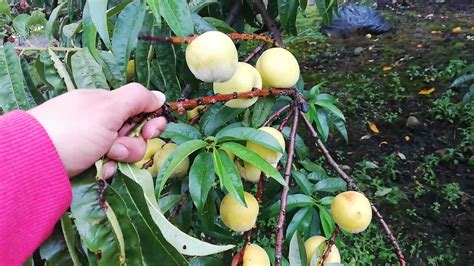 Cuantas veces al año da fruto la planta de Durazno YouTube