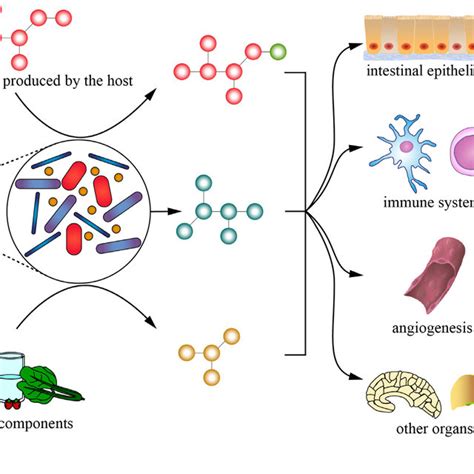 The Number Of Gut Microbes Metabolites Genes And Their Rela