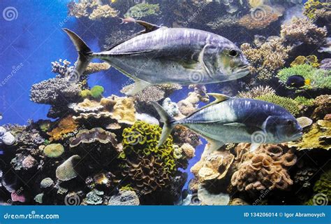 Tuna off the coral reef stock photo. Image of tourism - 134206014