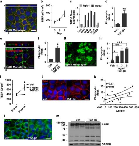 Tgf Treatment Leads To Increased Phagocytosis And Cellcell Junction