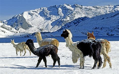 Peru - More than 250,000 alpacas die of cold and snow — Earth Changes — Sott.net