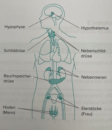 Biologie der menschliche Körper 4 8 Endokrines System Karteikarten