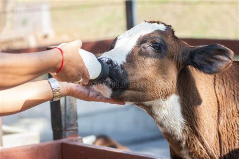 Baby Cow Feeding on Milk Bottle by Hand of Woman Stock Image - Image of ...