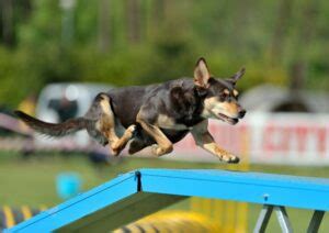 Australiano Kelpie Carattere E Prezzo The Pet Life