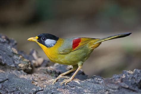 Silver Eared Mesia Leiothrix Argentauris