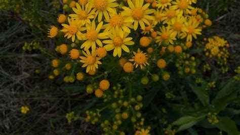 Maryland Biodiversity Project Small S Ragwort Packera Anonyma