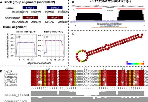 A Putative Mirna Predicted By Alignment Of Read Profiles A Alignment