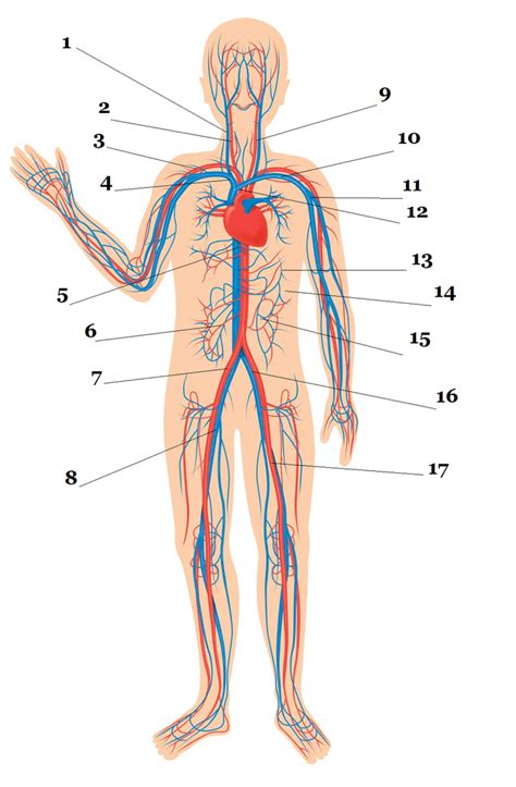 Major Veins Of The Body Labeled Quizlet