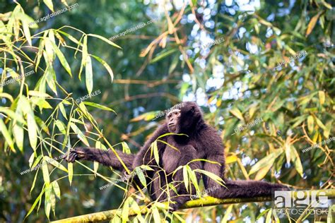 South east Asia, India, Tripura state, Gumti wildlife sanctuary, Stock Photo, Picture And Rights ...