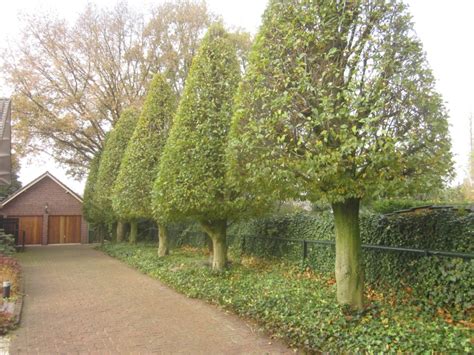 Bomen Snoeien Van Swelm Boomverzorging