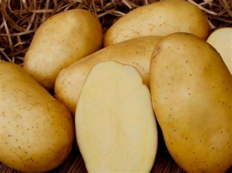 Картофель Гала — APK-Belarus