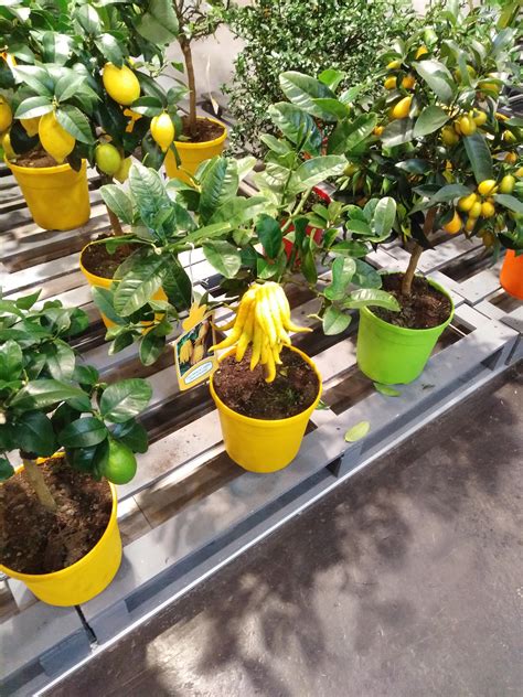 This strange citrus fruit : r/interestingasfuck