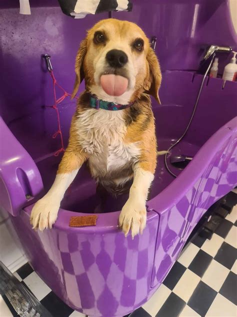 Dog Grooming - Dusty Paws Dog Boarding