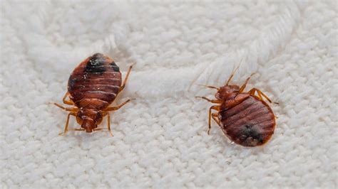 Does Lysol Kill Bedbugs Your Guide To Using Lysol For Killing Bed Bugs