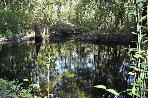 Leon Sinks Geological Area A Favorite Panhandle Day Hike