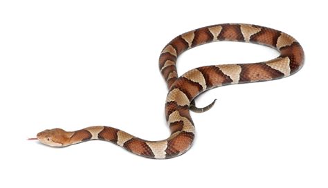 Snake Clipart Transparent Background