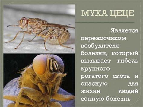 Описание и фото мухи цеце. образ жизни и среда обитания мухи цеце