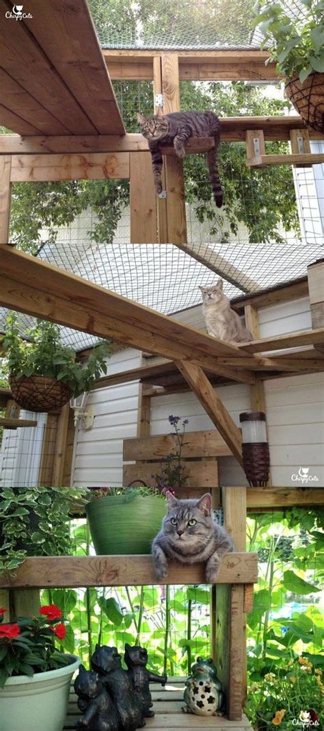 How To Build A Catio For Your Cat Kittens Close To Home And Pictures