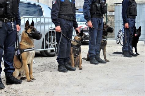 Ils Sont Devenus Chiens Policiers Ces Malinois Raconteront Leur