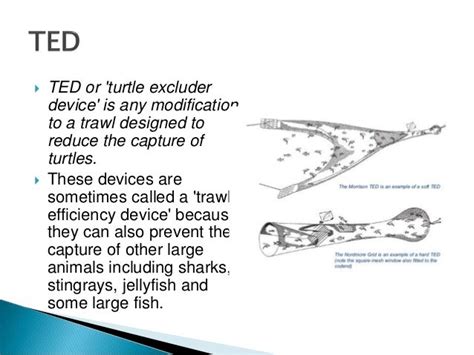 Bycatch Reduction Devices