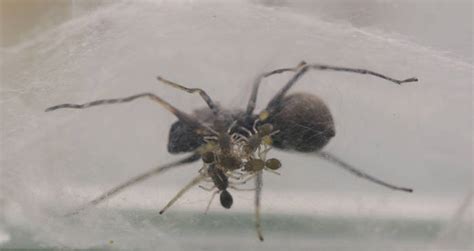 Jumping Spider Mom Found To Nurse Her Spider Babies With Milk