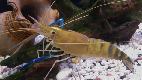 The Secret To Raising Freshwater Prawns In Tanks Aquaponics Advisor