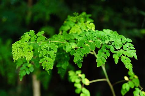 Guía completa para sembrar moringa en casa sigue estos pasos Mejor