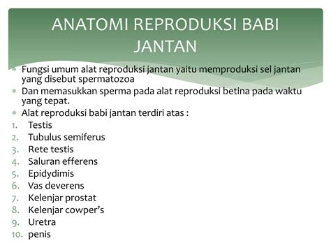 Anatomi Reproduksi Jantan Dan Betina Pada Sapi Dan Babi Ppt