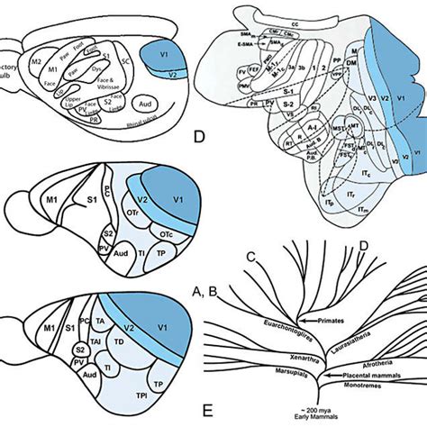 Parallel Evolution Of Visual Cortex In Arboreal Mammals A Visual Download Scientific Diagram