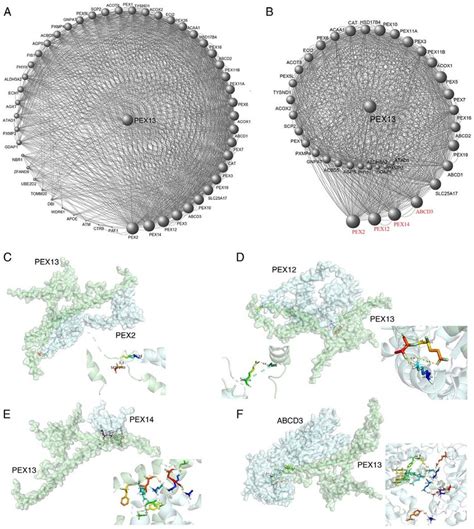 Protein-protein interaction analysis of PEX13. (A) Protein-protein ... 