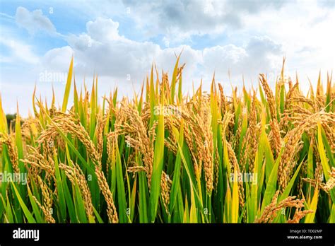 Ripe Rice Field And Sky Landscape On The Farm Stock Photo Alamy