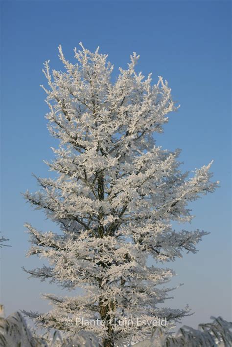 Ulmus Minor Var Suberosa Plantentuin Esveld