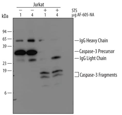 Human Mouse Caspase Antibody Af Na Bio Techne